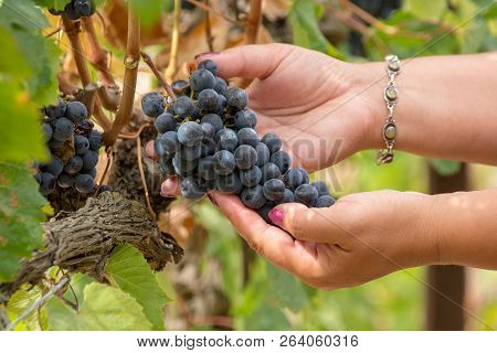 Womans Hands Holging Vine Of Red Wine Dark Grape Berry, Vineyard And Wine Production Concept