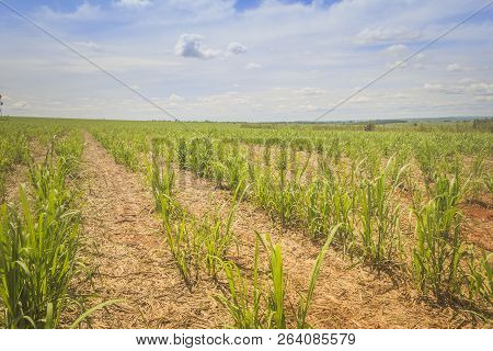 Plantation Of Sugarcane In The Development Phase. Economy Of Brazil