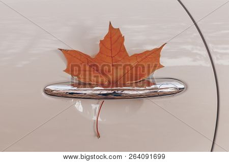 Autumn Yellow Maple Leaf In The Car Door