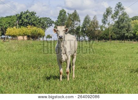 Nelore Cattle In Green Pasture (livestock). Cattle In Brazil