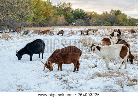 gout grazing along the Poudre River in one of natural areas in Fort Collins, Colorado, gouts are supposed to emulate natural bison grazing