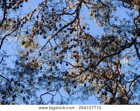 Large Group Of Fruit Bat Or Flying Fox Hanging On The Tree Branch Gold Coast Australia
