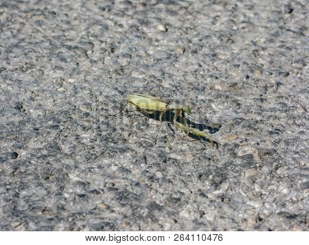 Mantis Masked On Soil With Stones And Sprigs