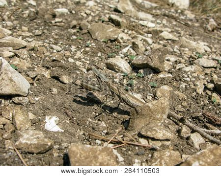 Mantis Masked On Soil With Stones And Sprigs