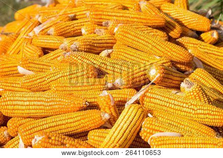 The Pile Of Dry Corn After Havesting