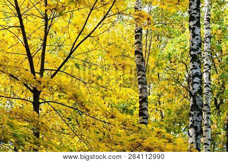 Yellow Leaves Of Maple Tree And Birch Trunk In Forest Of Timiryazevsky Park In Sunny October Day