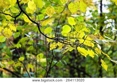Green And Yellow Leaves Illuminated By Sun In Forest Of Timiryazevsky Park In Sunny October Day
