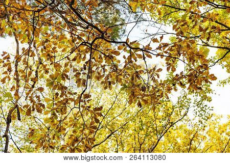 Oak Tree Branch With Autumn Leaves In Forest Of Timiryazevsky Park In Sunny October Day