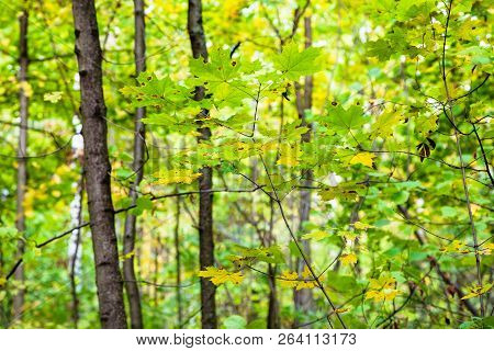 Twigs With Green And Yellow Maple Leaves In Forest Of Timiryazevsky Park In Sunny October Day
