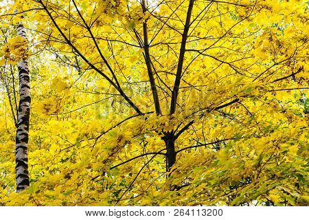 Lush Yellow Foliage Of Maple Tree And Birch Tree Trunk In Forest Of Timiryazevsky Park In Autumn