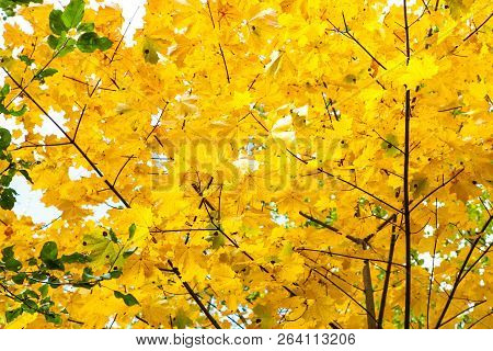 Lush Yellow Foliage Of Maple Tree In Forest Of Timiryazevsky Park In Sunny October Day