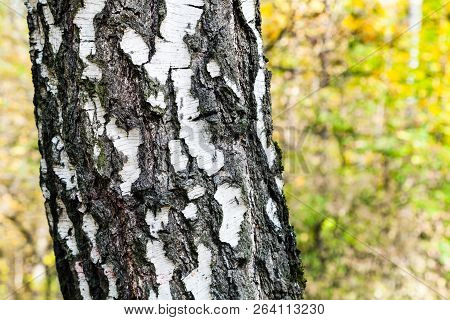 Birch Tree Trunk Close Up In Forest Of Timiryazevsky Park In Sunny October Day