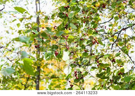 Branches Of Hawthorn Tree With Ripe Fruits In Forest Of Timiryazevsky Park In Sunny October Day