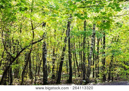 Dense Group Of Trees In Forest Of Timiryazevsky Park In Sunny October Day