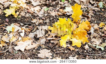 Panoramic View Of Leaf Litter With Fallen Oak Leaves In Forest Of Timiryazevsky Park In October Day