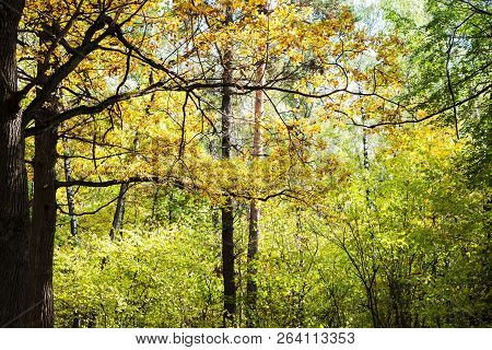 Pine And Oak Trees In Forest Thicket In Timiryazevsky Park In Sunny October Day