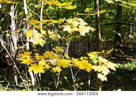 Yellow Autumn Maple Leaves Lit By Sun In Forest Of Timiryazevsky Park In Sunny October Day