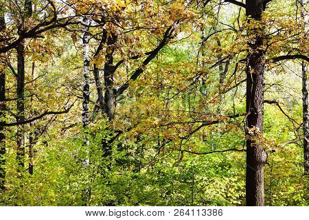 Dense Group Of Pine, Birch And Oak Trees In Forest In Timiryazevsky Park In Sunny October Day