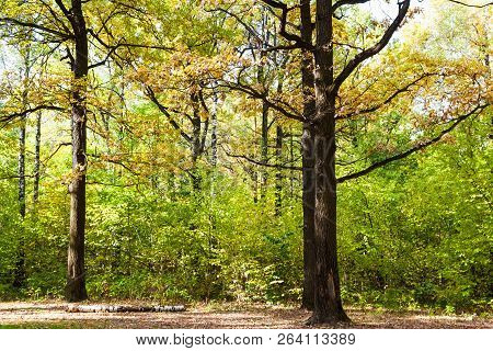 Oaks On Meadow In Forest Of Timiryazevsky Park In Sunny October Day