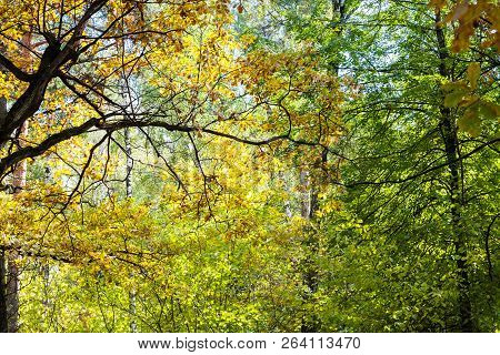 Oak Tree In Dense Forest In Timiryazevsky Park In Sunny October Day