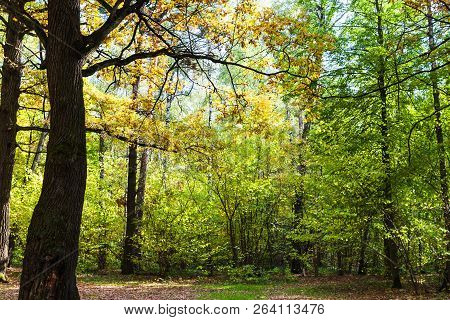 Oak Tree Illuminated By Sun On Meadow In Forest Of Timiryazevsky Park In Sunny October Day