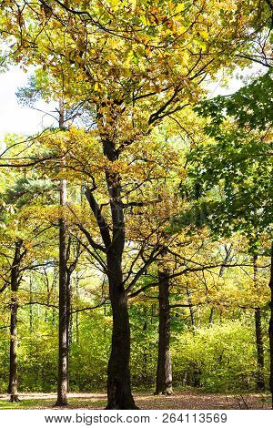Oak Trees Illuminated By Sun On Meadow In Autumn Forest Of Timiryazevsky Park In Sunny October Day