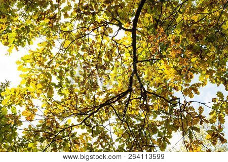 Bottom View Of Oak Branch With Autumn Leaves In Forest Of Timiryazevsky Park In Sunny October Day