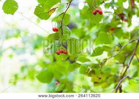 Red Hawthorn Fruits On Green Tree In Forest Of Timiryazevsky Park In Sunny October Day