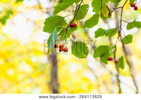 Ripe Hawthorn Berries Close Up On Tree In Autumn Forest Of Timiryazevsky Park In Sunny October Day