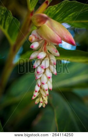 White Ginger Flower In Nature, Green Leaf.