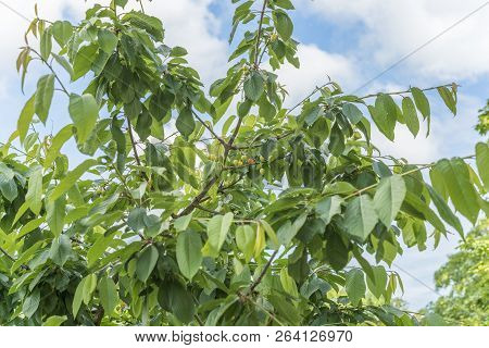 Cherry Tree With Cherry Fruits In The Sunlight