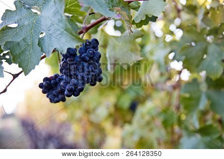 Large Bunch Of Dark Grapes On The Vine. Autumn Harvest Of Grapes. Grapes (lat. Vítis) Called The Ber