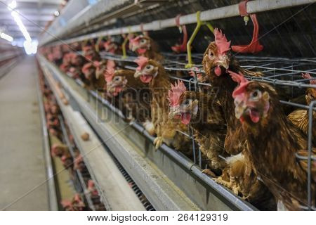 Layer Farming With Multilevel Production Line Conveyor Production Line Of Chicken Eggs Of A Poultry 