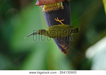 Treaked Spiderhunter (arachnothera Magna)