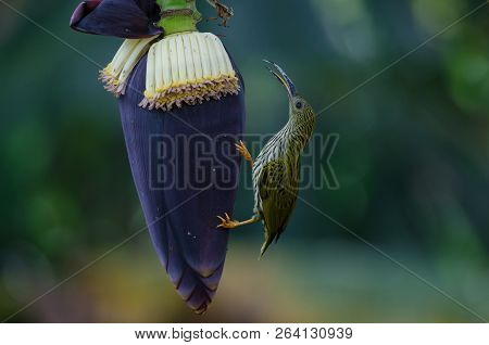 Treaked Spiderhunter (arachnothera Magna)