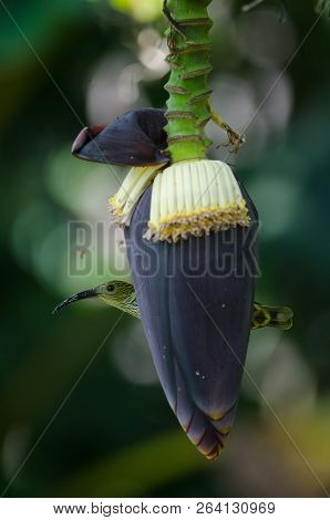 Treaked Spiderhunter (arachnothera Magna)