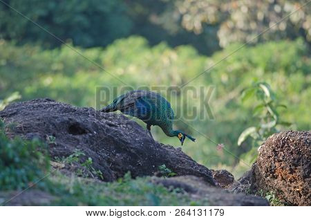 Green Peafowl, Peacock In Nature