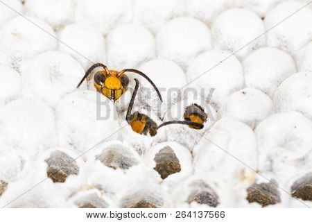 Close Up Of Alive Asian Hornet Wasp Head, In Nest Honeycombed Insect Macro. Poisonous Venom Animal C