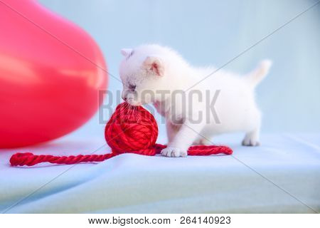 Lovable And Fluffy White Kitten Plays With A Ball Of Red Wool