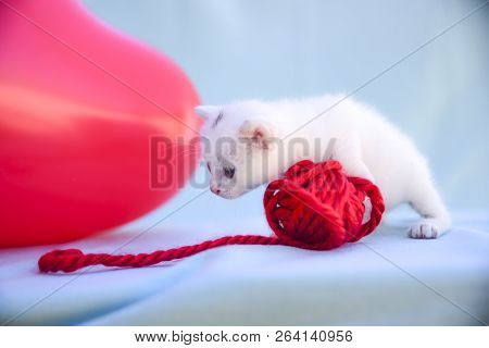 Lovable And Fluffy White Kitten Plays With A Ball Of Red Wool