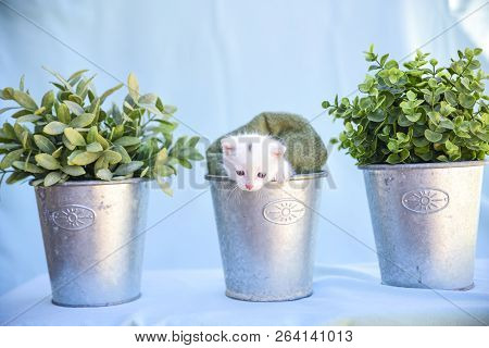 Lovable And Fluffy White Kitten Inside The Vase Among Green Plants