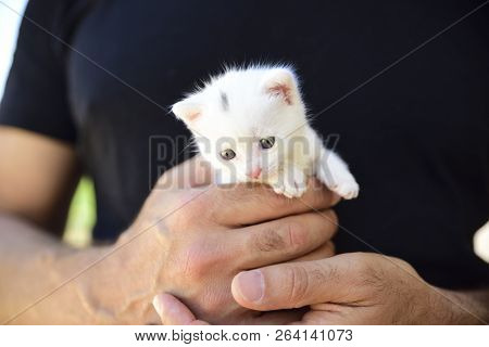Tender And Fluffy White Kitten Is Safe In The Hands Of His Master