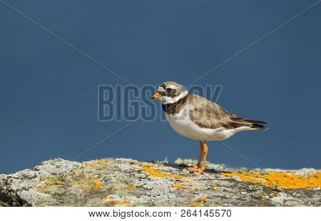 Common Ringed Plover (charadrius Hiaticula) On A Coastal Area Of Noss Island, Scotland.