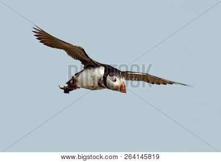 Atlantic Puffin In Flight, Noss Island, Shetland Islands.