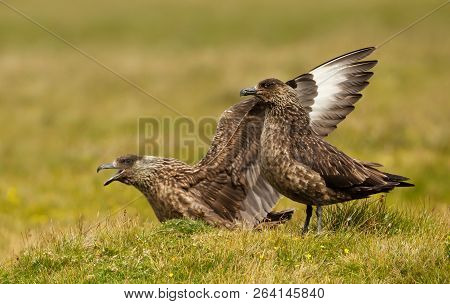Close Up Of Great Skuas Known As Bonxie In Noss Island, Scotland.