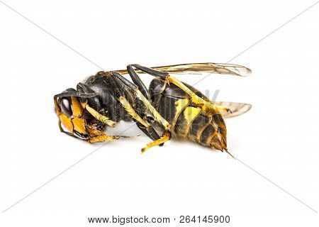 Close Up Of Dead Asian Hornet Wasp Insect Macro In White Background. Poisonous Venom Animal Colony. 