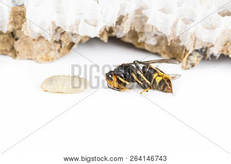 Close Up Of Alive Asian Hornet Wasp Head, In Nest Honeycombed Insect Macro. Poisonous Venom Animal C