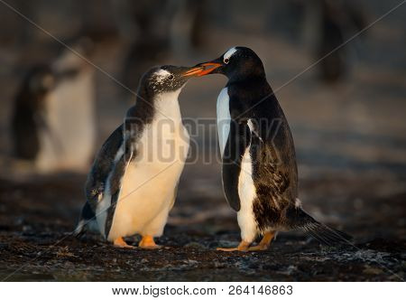 Gentoo Penguin Feeding Its Molting Chick With Regurgitated Food, Falkland Islands.