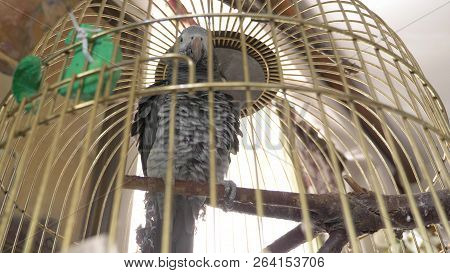 Parrot In A Golden Cage. Close-up. The Parrot Is Talking.