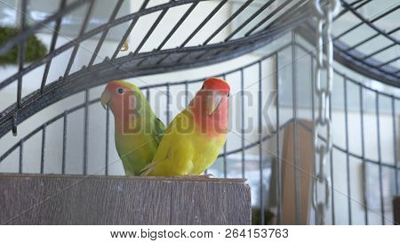 Parrot In A Golden Cage. Close-up. View Through The Bars Of The Cage